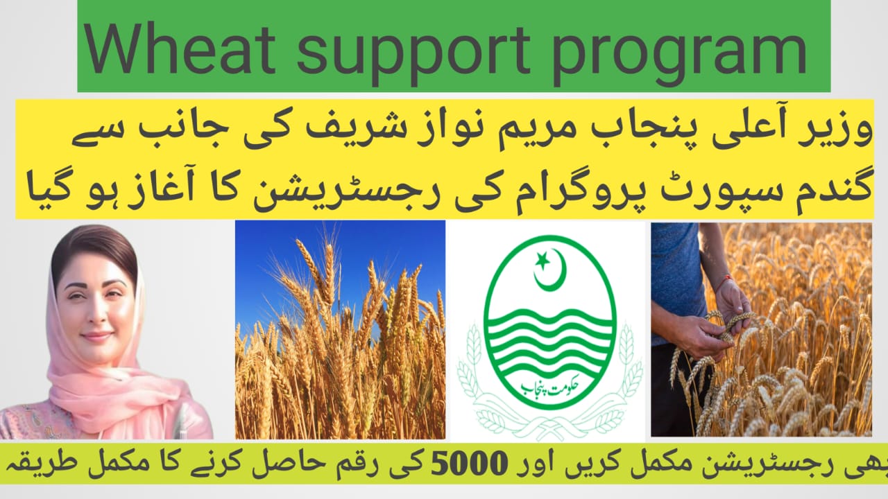 CM Punjab Wheat Support Program 2025: Financial Relief for Farmers